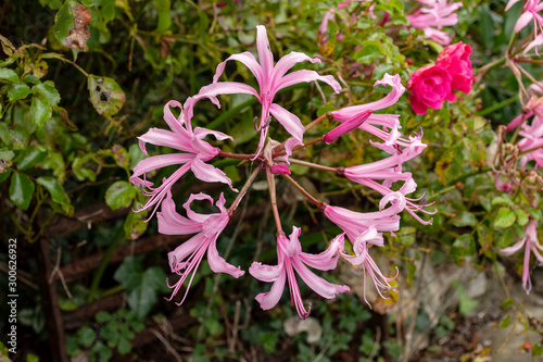 Nerine Bowdenii flowers in pink.