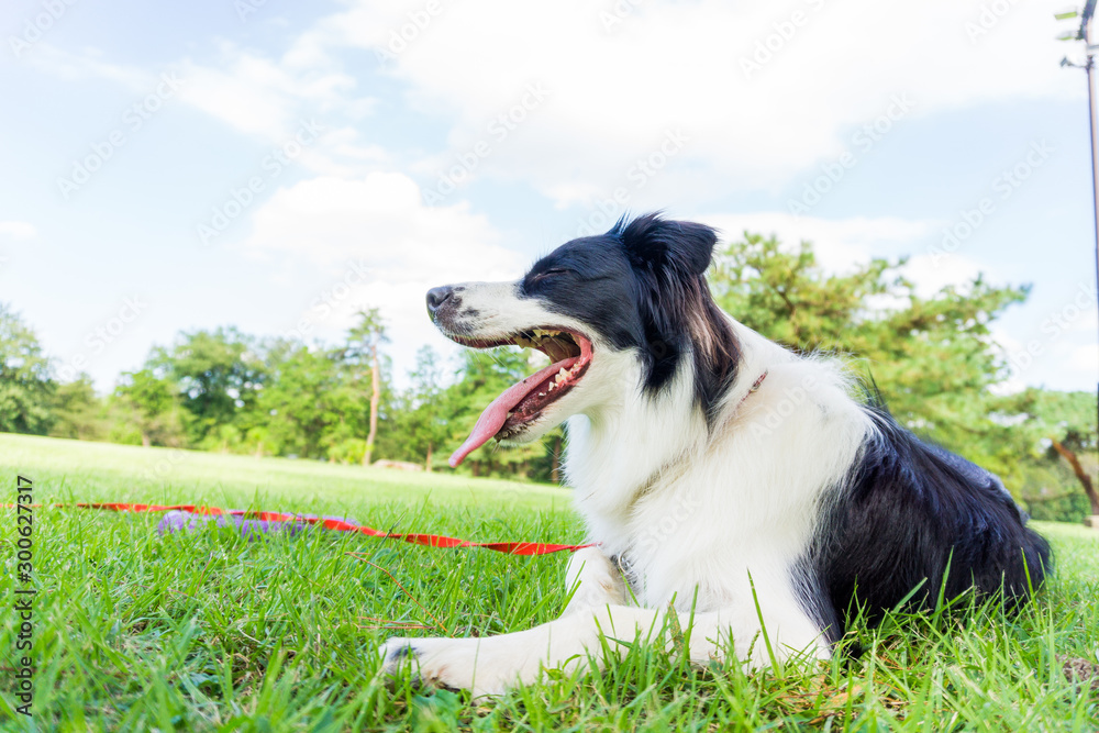 ボーダーコリー 犬 牧羊犬 シープドッグ Stock Photo Adobe Stock