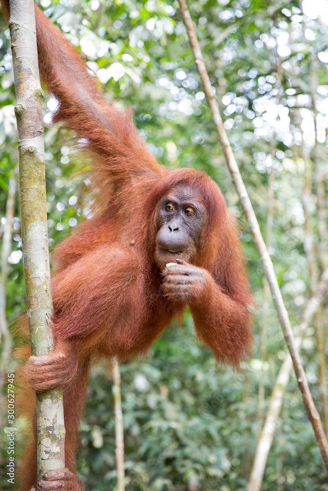 Beautiful female Sumatran Orangutan (Pongo abelii) during a ecotourism jungle hike in Gunung Leuser National Park, Bukit Lawang, Sumatra, Indonesia Beautiful female Sumatran Orangutan (Pongo abelii) during a ecotourism jungle hike in Gunung Leuser National Park, Bukit Lawang, Sumatra, Indonesia