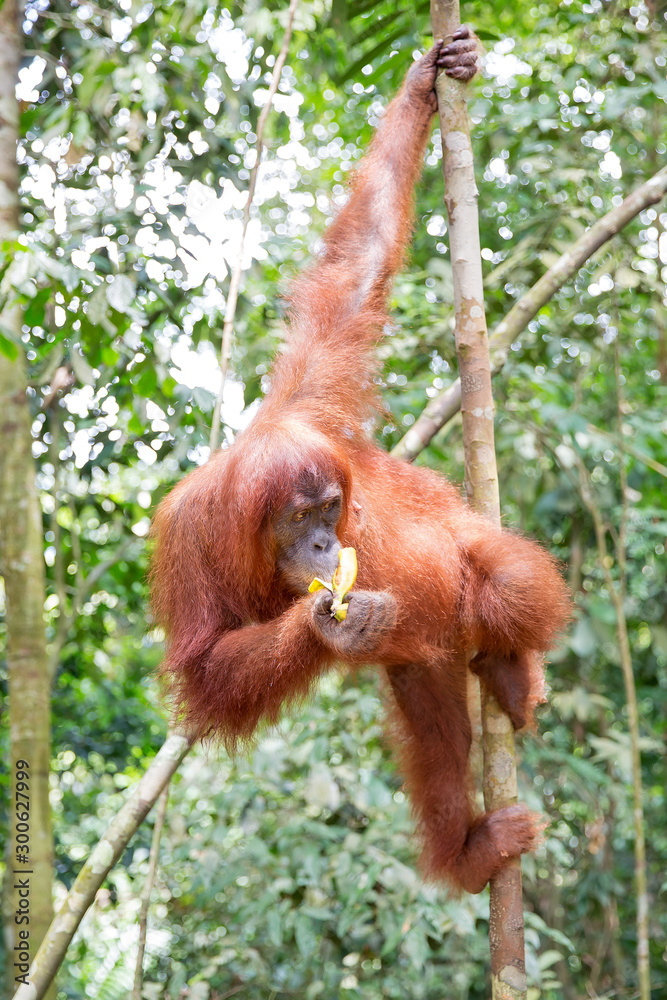 Naklejka premium Beautiful female Sumatran Orangutan (Pongo abelii) during a ecotourism jungle hike in Gunung Leuser National Park, Bukit Lawang, Sumatra, Indonesia