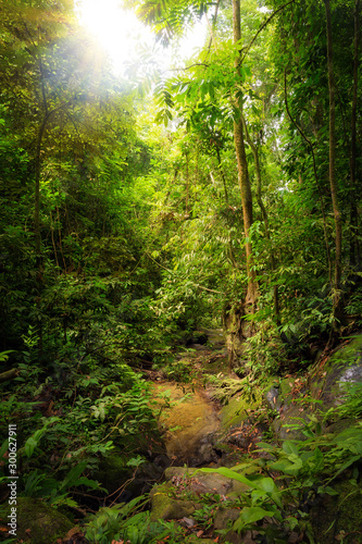 Fototapeta Naklejka Na Ścianę i Meble -  Beautiful landscape view of the rainforest during a ecotourism jungle hike in Gunung Leuser National Park, Bukit Lawang, Sumatra, Indonesia