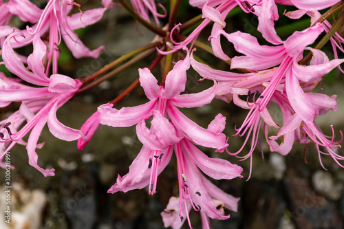 Nerine Bowdenii flowers in pink. photo
