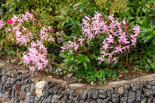 Nerine Bowdenii flowers in pink. photo