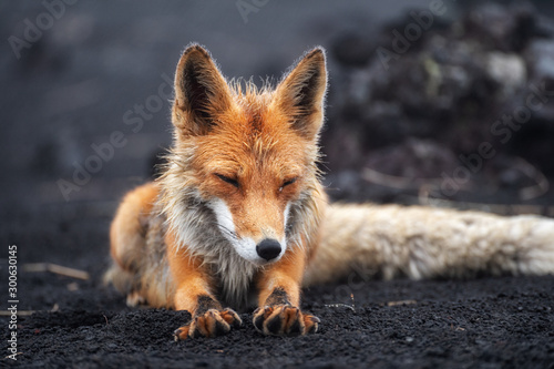 Closeup Portrait of Red Fox