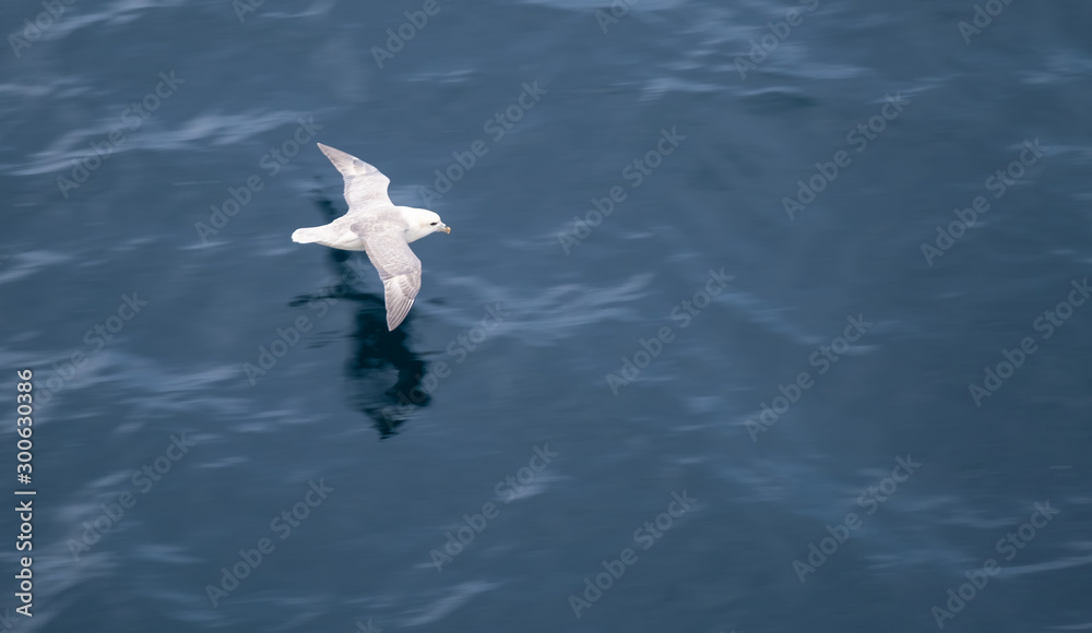 Herring gulls and fulmars flying in the rough winds of the island of Hoy, Orkney, Scotland Herring gulls and fulmars flying in the rough winds of the island of Hoy, Orkney, Scotland