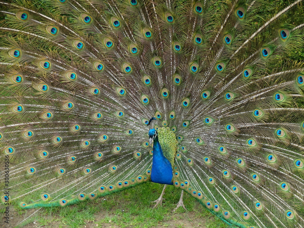 Naklejka premium Peacock doing a colourful display