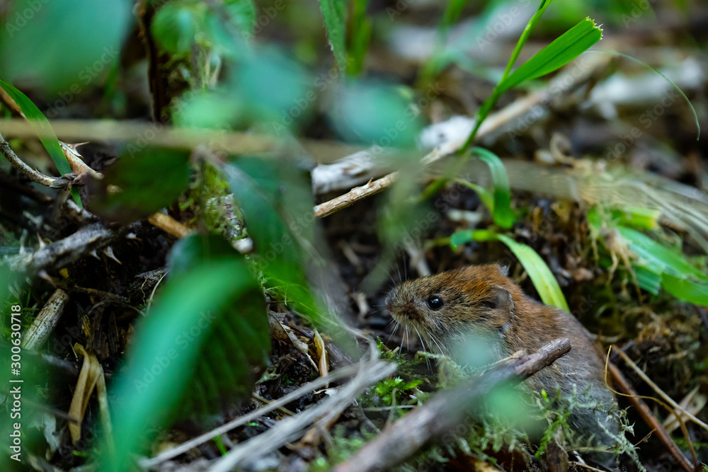 Waldmaus Waldmaus