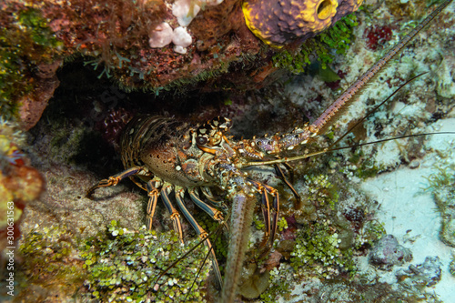 Caribbean spiny lobster on a reef photo