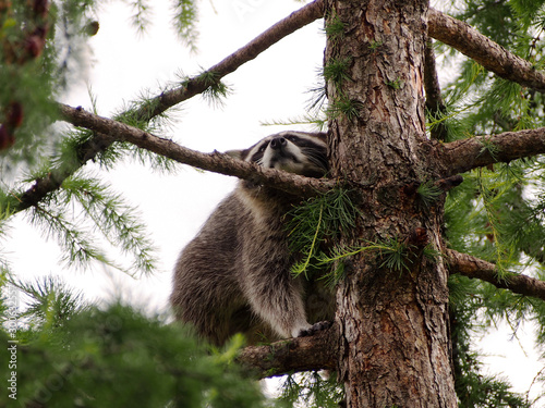 Raccoon sits among greenery on the thick branches of the larch against the clear sky.