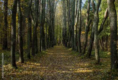 Alley of trees in the forest