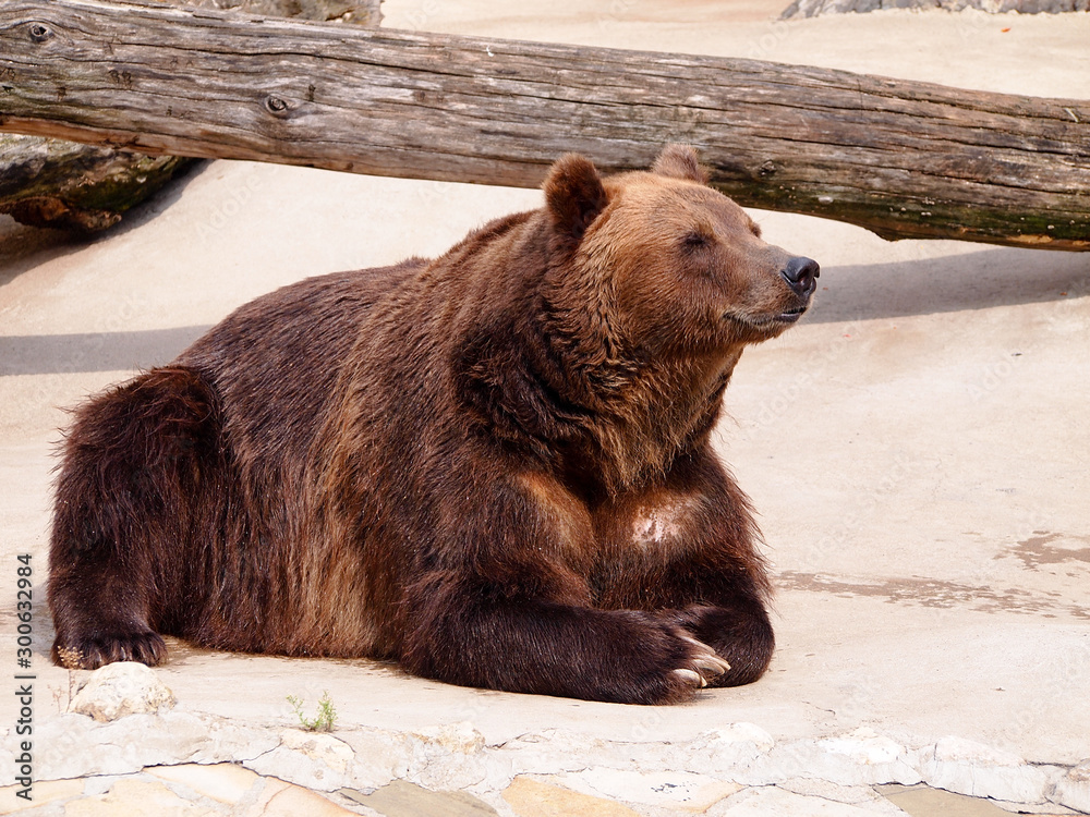 Fototapeta premium Brown bear basking in the sun after hibernation. Close up.