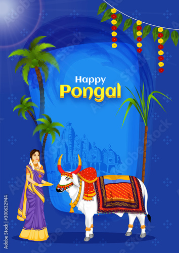 Beautiful woman doing worship OX in front of temple with sugarcane and coconut tree on blue background for Happy Pongal celebration.