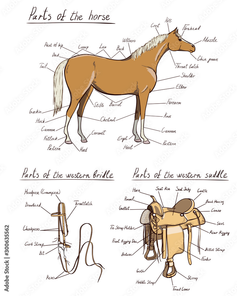 Parts of western horse, saddle, bridle set. Equine anatomy. Equestrian