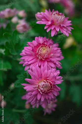 pink chrysanthemums on a blurred natural background.