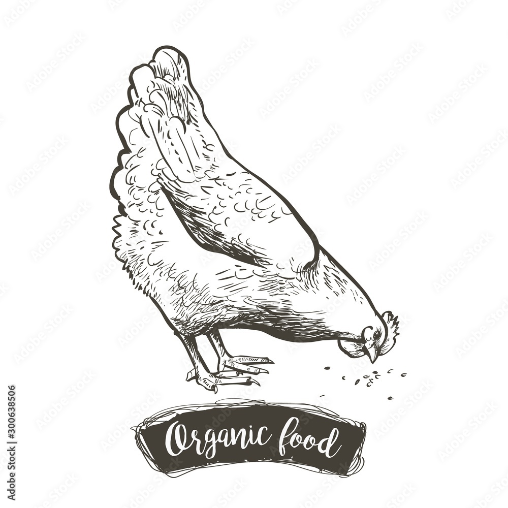 Vector Hen, chicken feeding engraving sketch. Vintage isolated