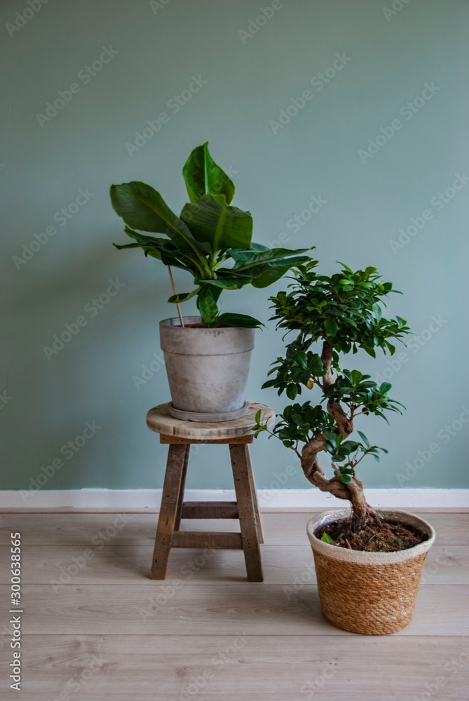 Musa Acuminata  and bonsai in apartment against green wall. Scandinavian style or interior.