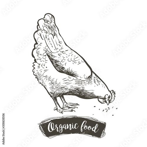 Vector Hen, chicken feeding engraving sketch. Vintage isolated realistic illustration.