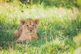 Lion cub are relaxing in the grass in Masai Mara in Africa. Lions, wildlife, africa, cubs, travel concept.
