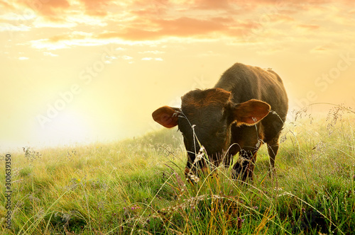 Cow in the meadow in the early morning among the grass in sparkling dew and fog. Alpine meadows. photo