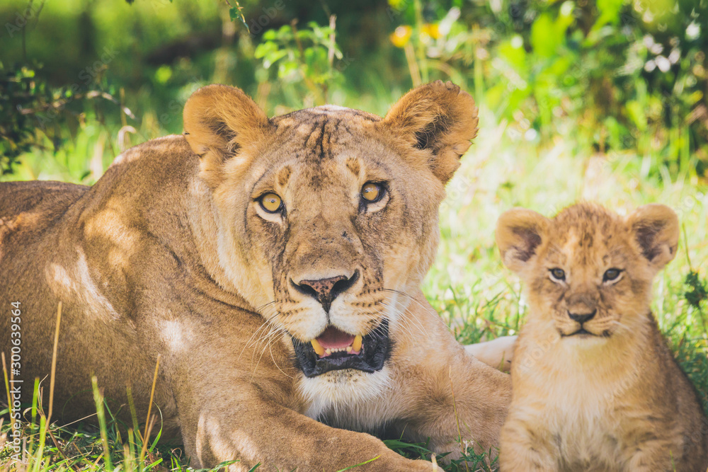 Lioness and lion cub laying in the grass looking straight at the photographer. Wildlife, africa, kenya, masai mara, serengeti concept. Lioness and lion cub laying in the grass looking straight at the photographer. Wildlife, africa, kenya, masai mara, serengeti concept.