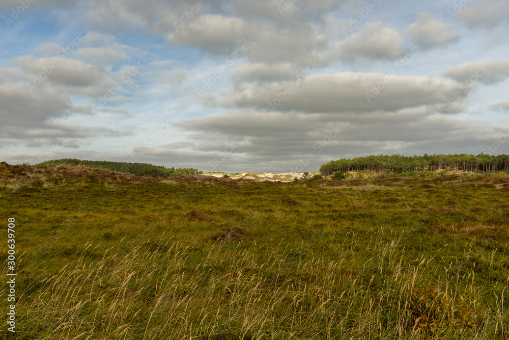 Flat dune landscape with a forest edge and sand dunes on the horizon Flat dune landscape with a forest edge and sand dunes on the horizon