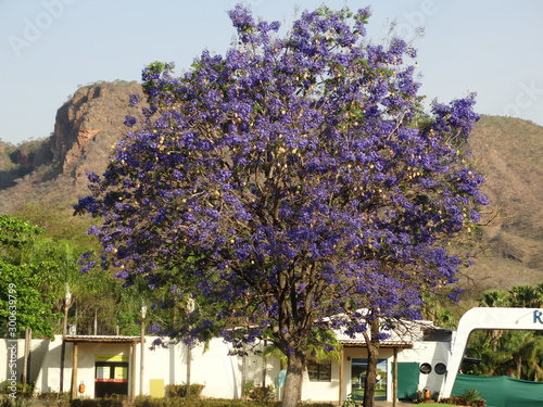 andscape of the municipal park of belo horizonte - Minas Gerais - Brazil