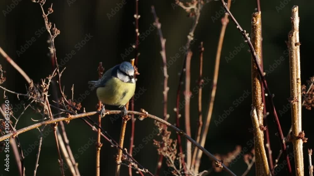 Blue Tit, Small Song Bird, Perched On Twigs, Bokeh Dark Background. Blue Tit, Small Song Bird, Perched On Twigs, Bokeh Dark Background.