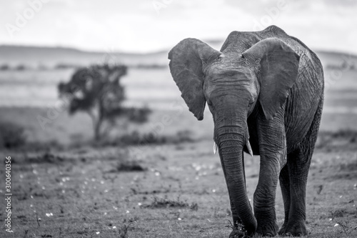 Skinny Elephant in black and white from Masai mara/Kenya/Africa. Black and white. Wildlife, safari, moment, lifetime concept.