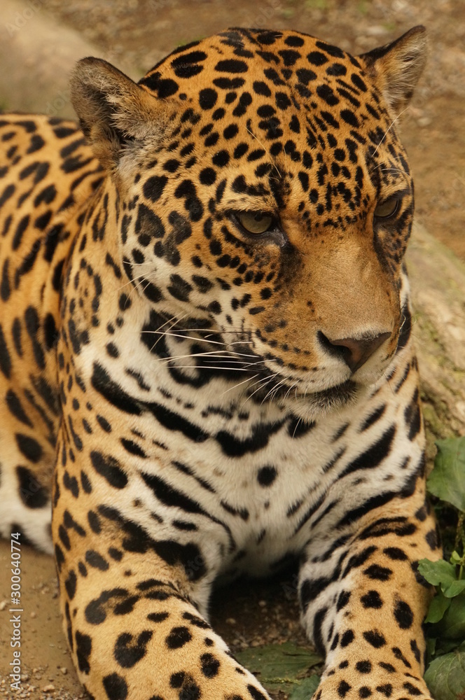 ジャガー ジャガー