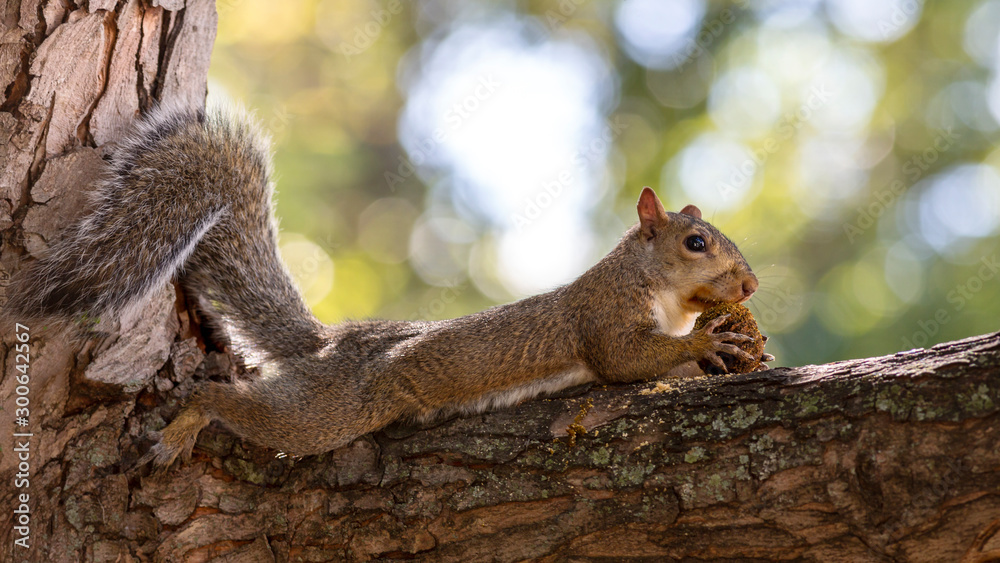 a squirrel sprawled out on a branch enjoying a snack a squirrel sprawled out on a branch enjoying a snack