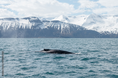 Humpback whale just outside the town of Husavik in Iceland. Snowy mountain scenery in the background. © Jon Anders Wiken