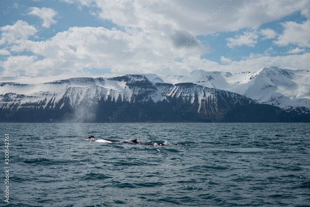 Humpback whale just outside the town of Husavik in Iceland. Snowy mountain scenery in the background.