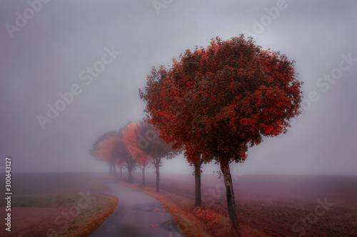 autumnal tree alley in deep mist - great colors - indian summer 