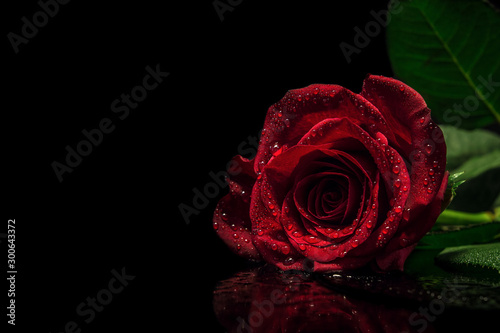 A beautiful moody red rose with water droplets rain drops on black reflective surface and blacked out background. Valentines  mothers day  flower  botanical  love and romance concept.
