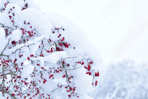  Red hawthorn berries under the snow cover © Ivan