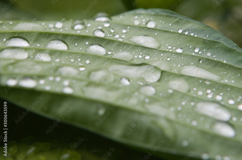 Leaf with waterdrops. Hosta Leaf with waterdrops. Hosta
