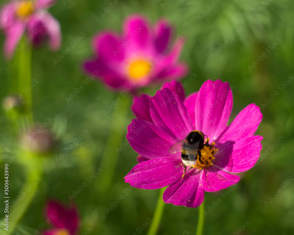 Bumblebee collects pollen. Flower cosmea on a green meadow in Sunny weather. Bumblebee collects pollen. Flower cosmea on a green meadow in Sunny weather.