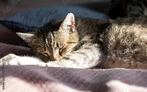 Close-up of tabby cat sleeping at home