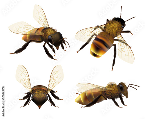 Bee realistic. Wildlife insect honeybee fly danger wasp pollen bugs eco natural product vector collection. Illustration wasp or bee, bumblebee and beekeeping