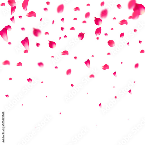 Pink falling petals falling. Rose flower pastel background.