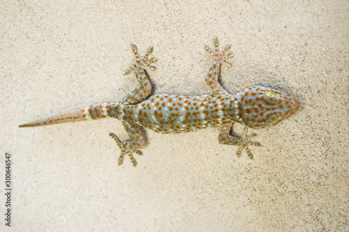 gecko on the cement wall in the house