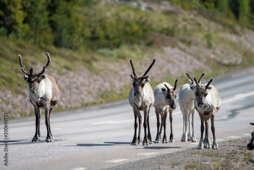 Reindeers in the middle of the road in Northern Sweden, Arvidsjaur/Jokkmokk. Animal, wildlife and travel concept. photo