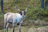 Reindeer in the wild in Northern Sweden, Arvidsjaur/Jokkmokk. Animal, wildlife and travel concept.