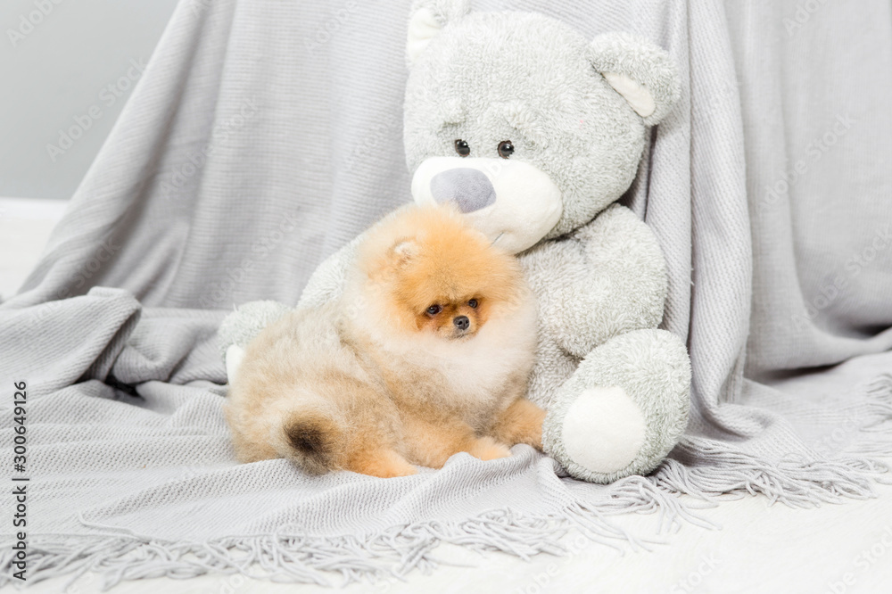 Pomeranian spitz sits on a gray bedspread next to a teddy bear