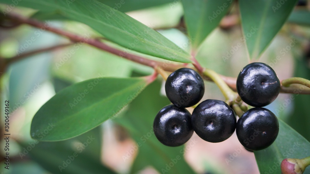 5 Jambolan plum with black coulor and green leafs and blur back ground 5 Jambolan plum with black coulor and green leafs and blur back ground