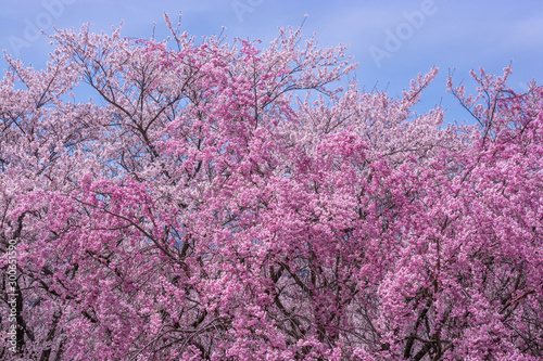 Beautiful cherry blossoms in full bloom at Kobo mountain in Matsumoto photo