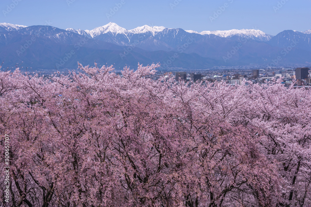 cherry blossoms in full bloom at Kobo mountain in Matsumoto cherry blossoms in full bloom at Kobo mountain in Matsumoto