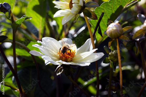 Bilde på lerret Bee feeding on a dewy white flower