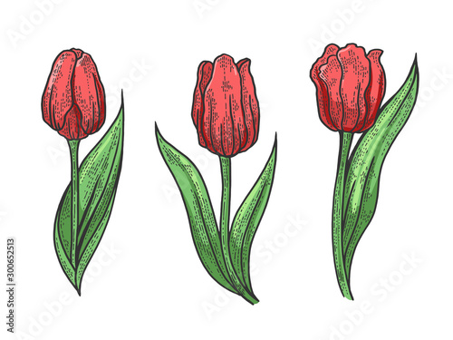 Tulip flower sketch engraving vector illustration. T-shirt apparel print design. Scratch board style imitation. Black and white hand drawn image.