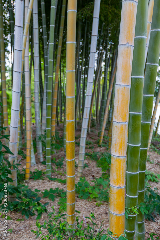bamboo trunks in Bamboo Forest, Hiroshima, Japan. bamboo trunks in Bamboo Forest, Hiroshima, Japan.